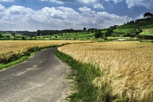 Cereal crops and farm in Tuscany — Stock Photo, Image