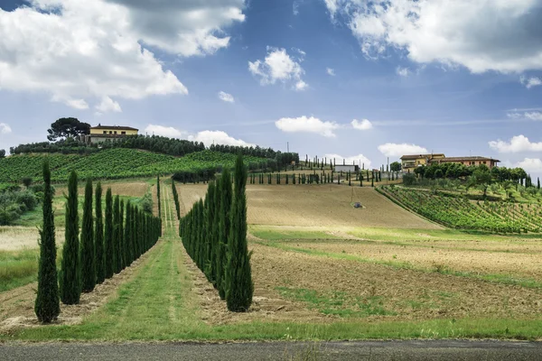 Vineyards and farm road in Italy — Stock Photo, Image