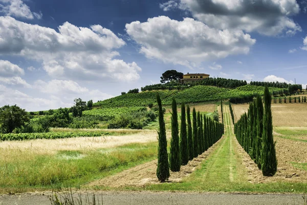 Vinice a polní cesta v Itálii — Stock fotografie