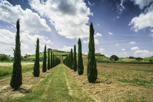 Wijngaarden en boerderij weg in Italië — Stockfoto