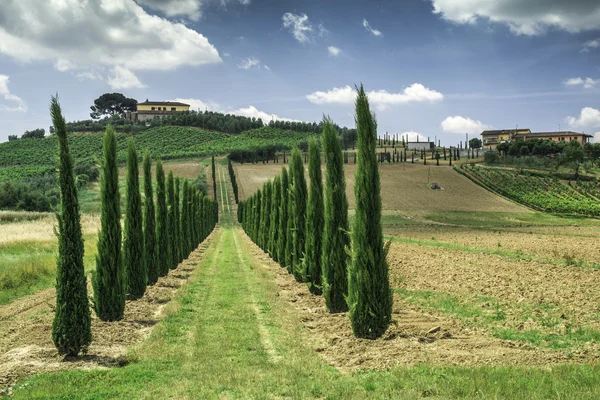 Vineyards and farm road in Italy — Stock Photo, Image