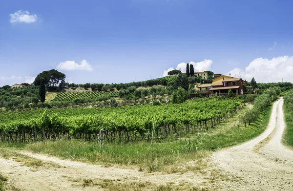 Vine plantations and farmhouse in Italy — Stock Photo, Image