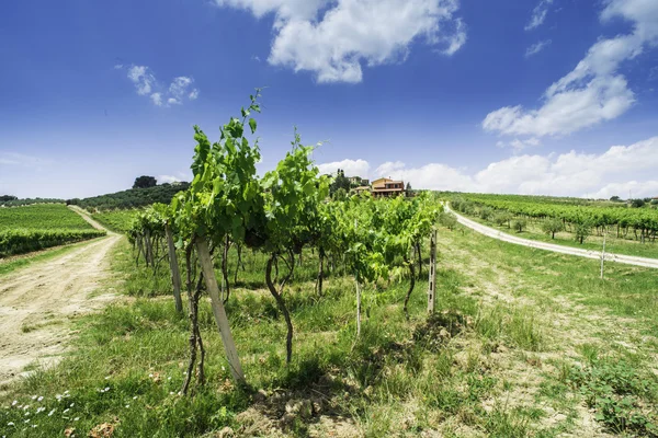 Виноградные плантации и фермерский дом в Италии — стоковое фото