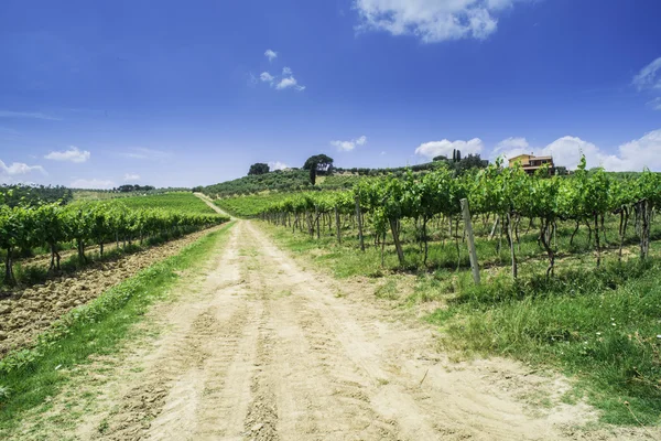 Viñedos y caminos agrícolas en Italia —  Fotos de Stock