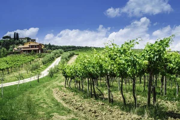 Vine planteringar och bondgård i Italien — Stockfoto