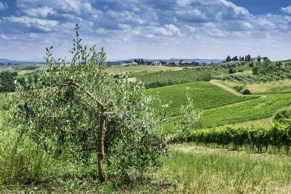 Olive trees in Italy — Stock Photo, Image