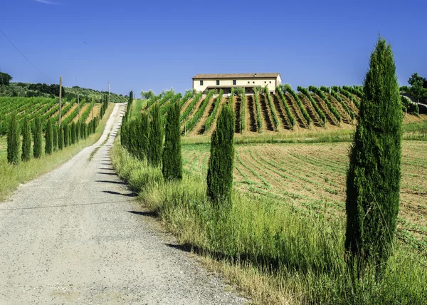Vinice a polní cesta v Itálii — Stock fotografie
