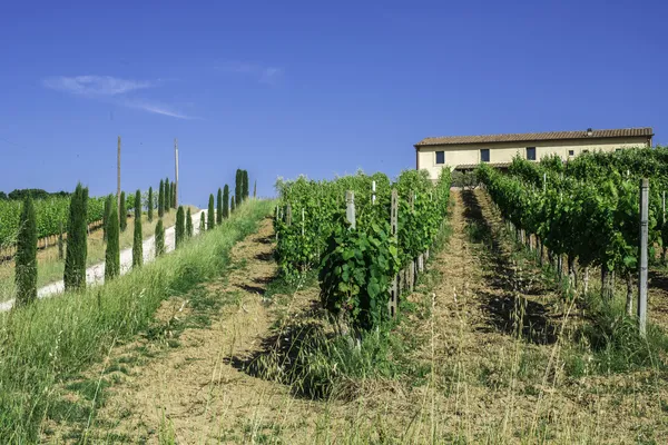 Wijngaarden en boerderij in Italië — Stockfoto