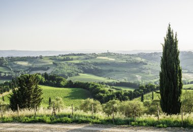 Tuscan selvi ağacı