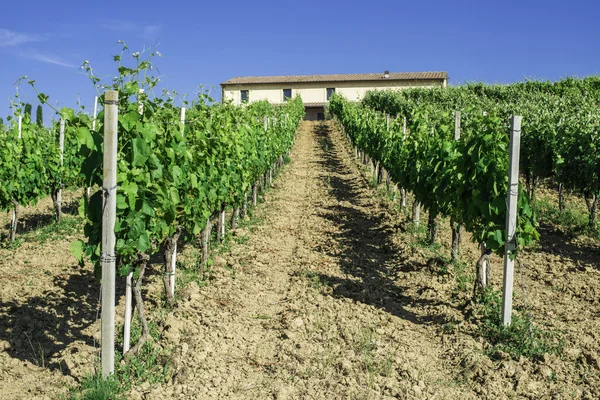 Wijngaarden en boerderij in Italië — Stockfoto