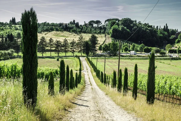 Wijngaarden en boerderij weg in Italië — Stockfoto