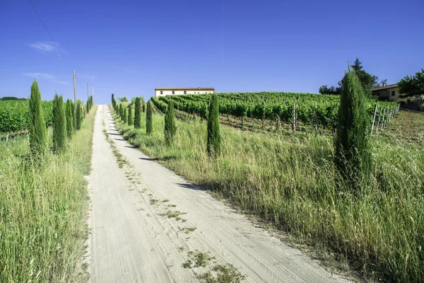 Winnice i drogi rolnicze w Włochy — Zdjęcie stockowe