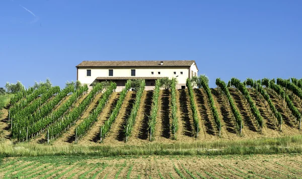 Vine plantations and farmhouse in Italy — Stock Photo, Image