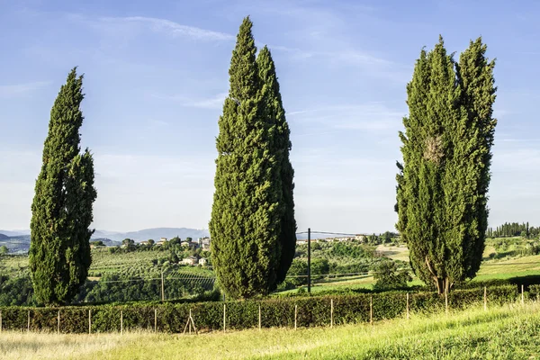 Toscaanse cypress tree — Stockfoto