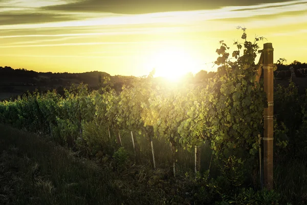 Vienyards at sunset — Stock Photo, Image