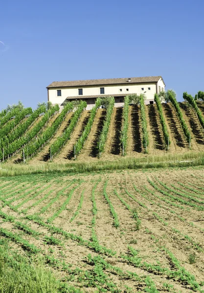 Wijngaarden en boerderij in Italië — Stockfoto