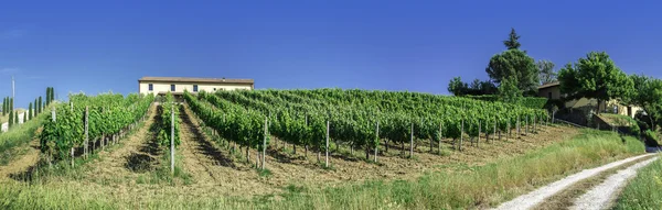 Wijngaarden en boerderij weg in Italië — Stockfoto