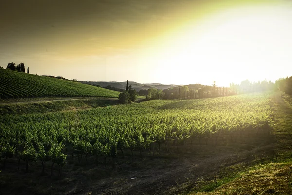 Vineyards in Tuscany — Stock Photo, Image