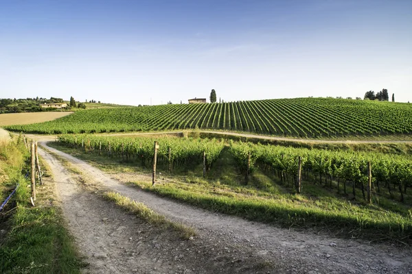 Wijngaarden in Toscane — Stockfoto