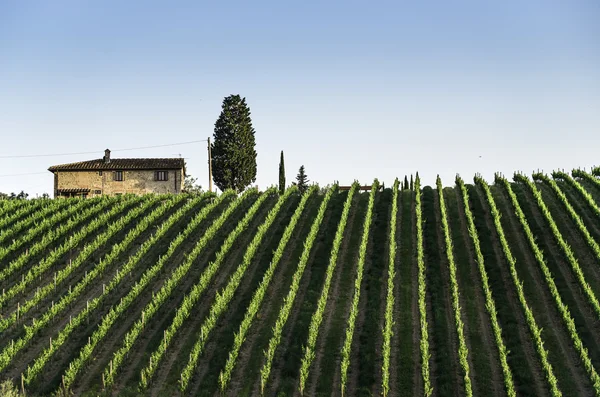 Wijngaarden in Toscane — Stockfoto