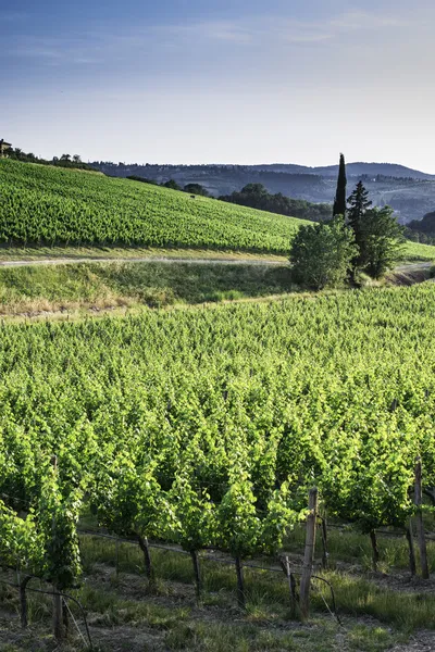 Vineyards in Tuscany — Stock Photo, Image
