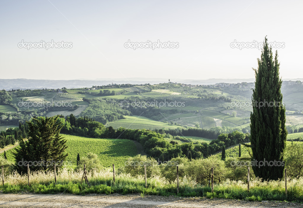 Tuscan cypress tree