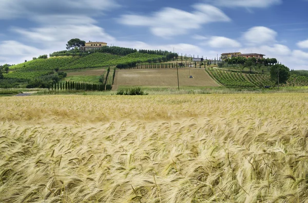 Zboża i farm in Toskania — Zdjęcie stockowe