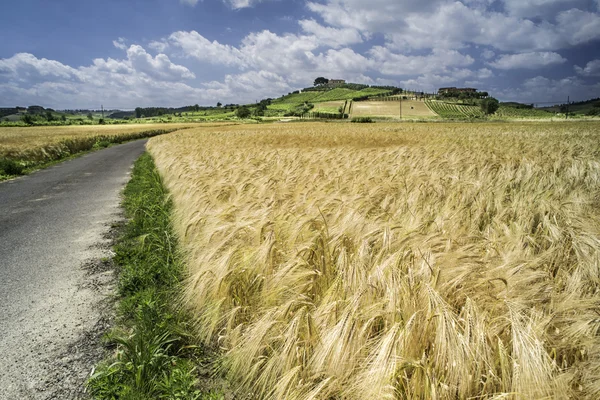 Cereal crops and farm in Tuscany — Stock Photo, Image