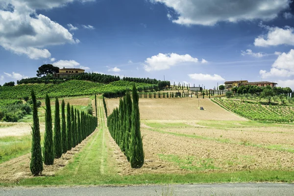 Vineyards and farm road in Italy — Stock Photo, Image