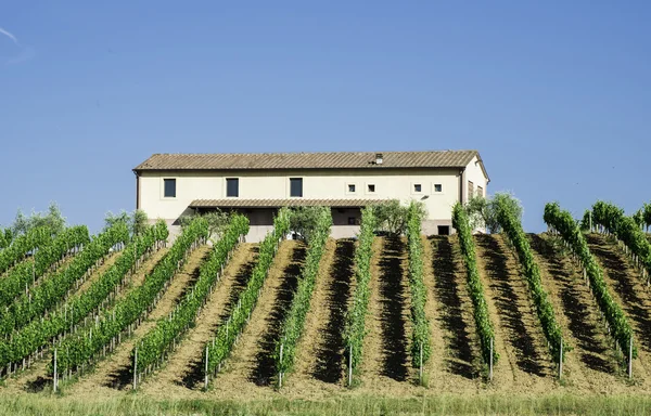 Vine plantations and farmhouse in Italy — Stock Photo, Image