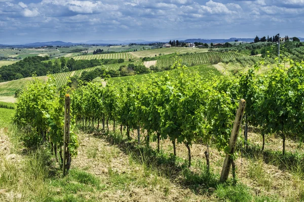 Wijngaarden in Italië — Stockfoto