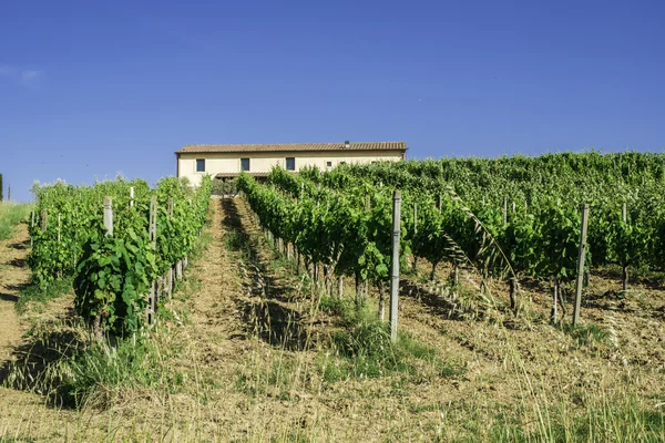 Vine planteringar och bondgård i Italien — Stockfoto