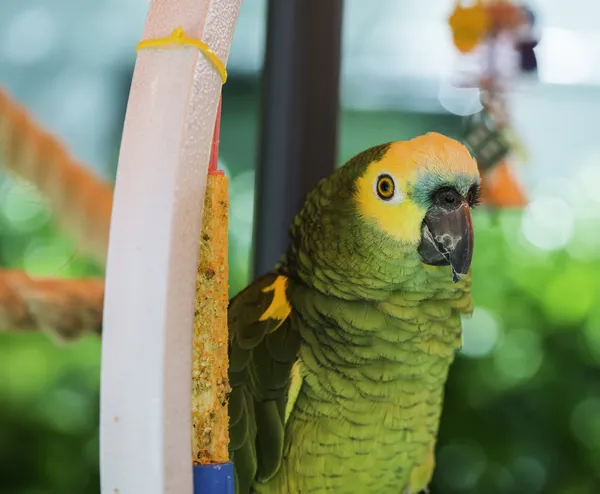 Green parrot — Stock Photo, Image