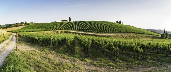 Winnice w Toskanii — Zdjęcie stockowe