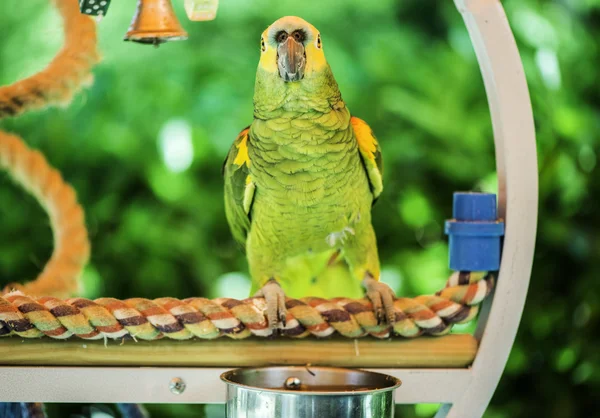 Green parrot — Stock Photo, Image