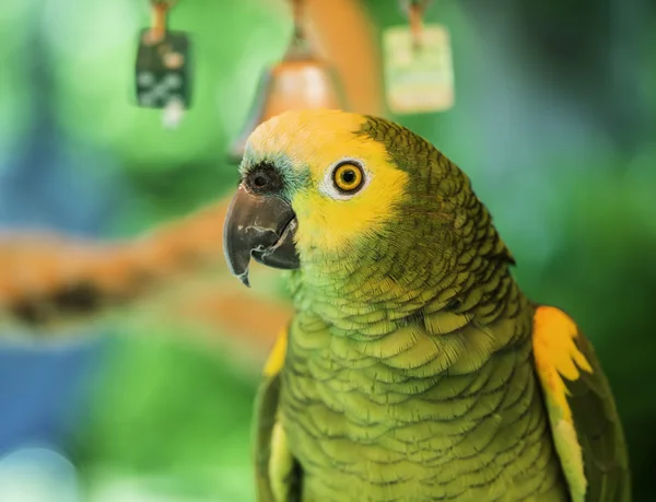Zielona papuga — Zdjęcie stockowe