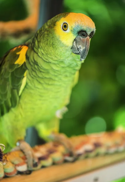 Loro verde — Foto de Stock