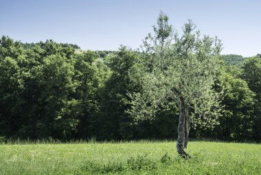 İtalya 'da zeytin ağaçları