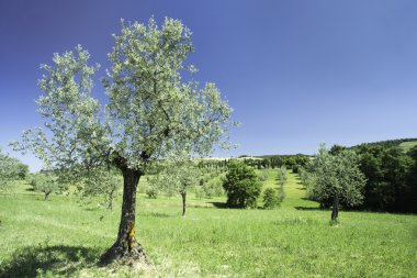 İtalya zeytin ağacı
