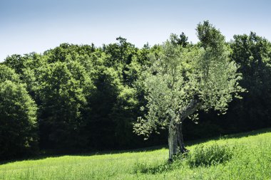 İtalya 'da zeytin ağaçları