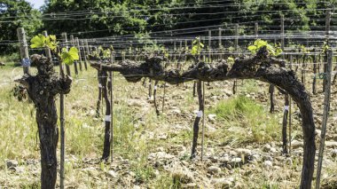 Budding vineyards clipart