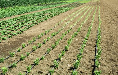 tarlaları marul ile