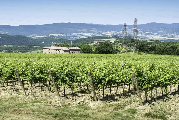 Vine plantations and farmhouse in Tuscany. — Stock Photo, Image