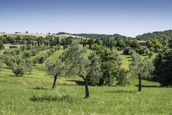 İtalya 'da zeytin ağaçları — Stok fotoğraf