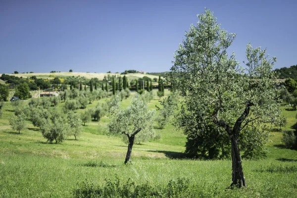 Olive trees in Italy — Stock Photo, Image