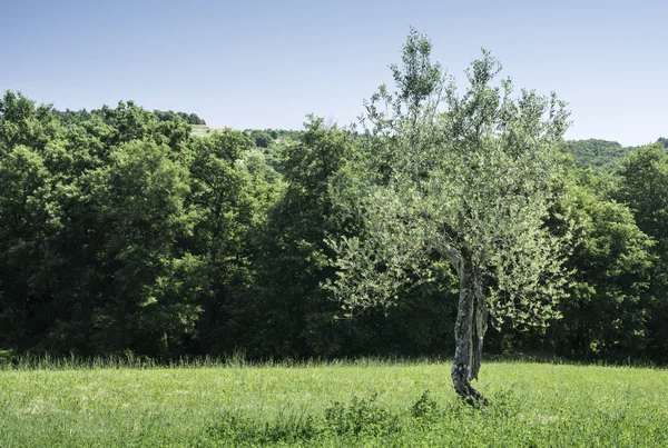 İtalya 'da zeytin ağaçları