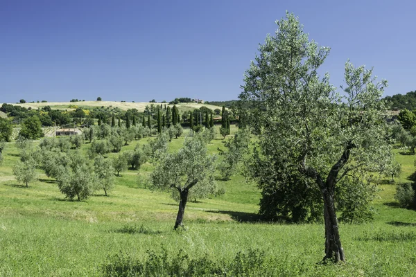 Olivovníky v Itálii — Stock fotografie