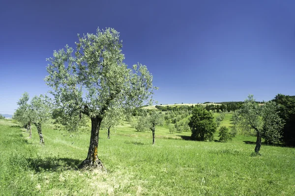 Olive tree in Italy — Stock Photo, Image