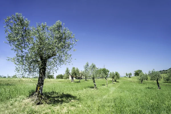 Drzewo oliwne we Włoszech — Zdjęcie stockowe