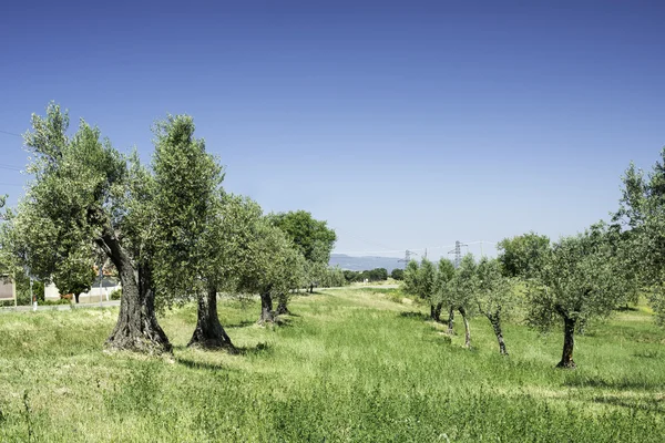 Oliventrær i Italia – stockfoto